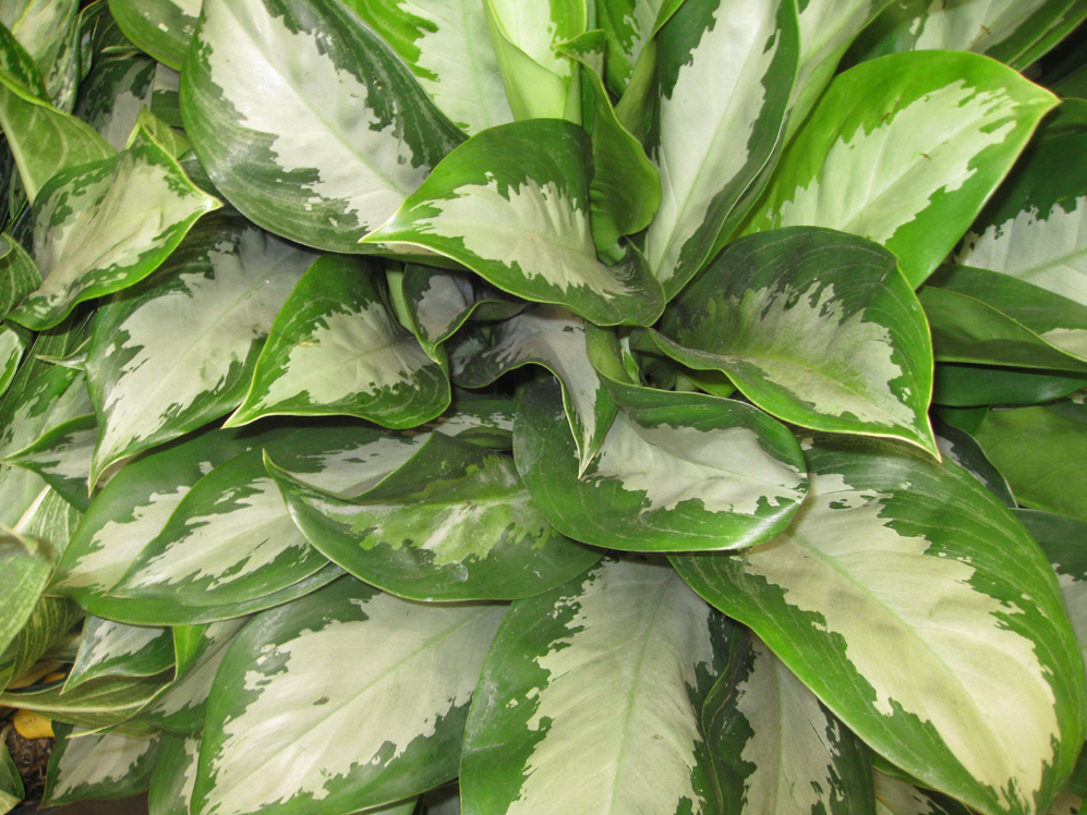 Online Plant Guide Aglaonema 'Silverado' / Silverado Chinese Evergreen